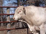 Charolais cow and calf on the straw pile.Browarny Photo