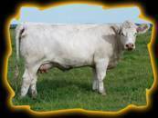 Circle Cee Secret 413B