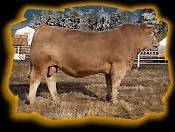 Gilliand Contender 18P